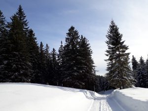 Winterwandern in Puchenstuben