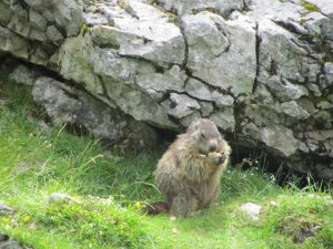 Murmeltier am Almenweg